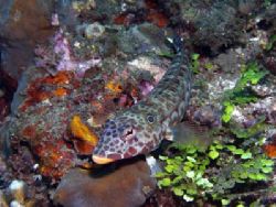 Lembeh straits. Olympus C-5050. by Yves Antoniazzo 